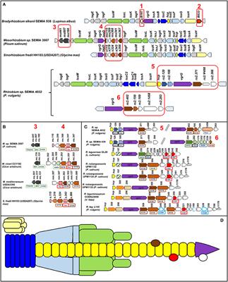 Rhizobial Exopolysaccharides and Type VI Secretion Systems: A Promising Way to Improve Nitrogen Acquisition by Legumes